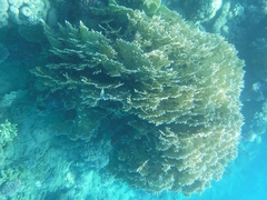 Millepora dichotoma