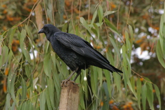 Corvus rhipidurus
