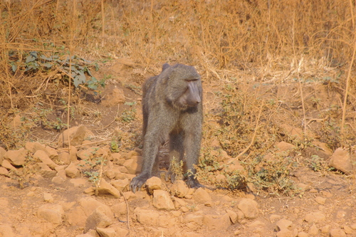 Olive Baboon