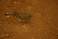 Crithagra tristriata