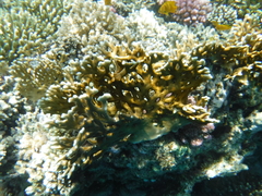 Millepora dichotoma