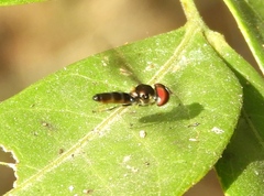 Ocyptamus antiphates