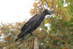 Corvus crassirostris