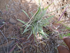 Pseudognaphalium attenuatum