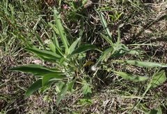 Echinacea angustifolia
