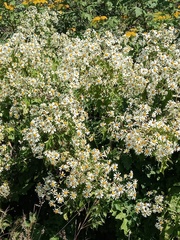 Montanoa bipinnatifida