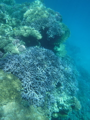 Acropora hemprichii