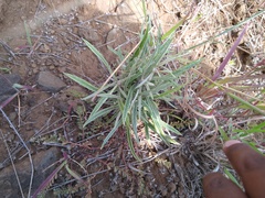 Pseudognaphalium attenuatum