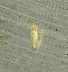Dikrella cruentata