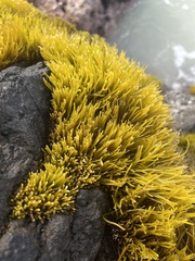 Ahnfeltiopsis concinna