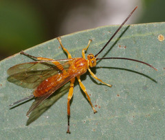 Theronia