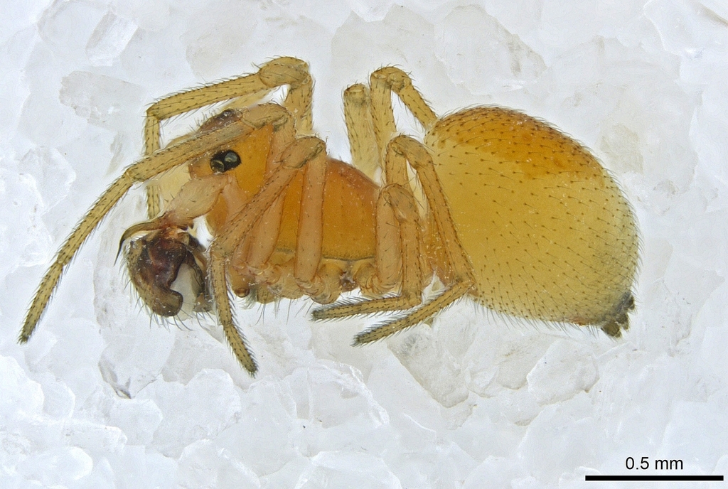 Ceraticelus artemisiae