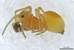 Ceraticelus artemisiae