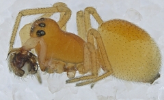 Ceraticelus artemisiae