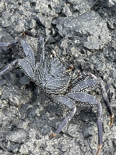 Thin-shelled Rock Crab, photo 8 of 9