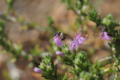 Hemihalictus