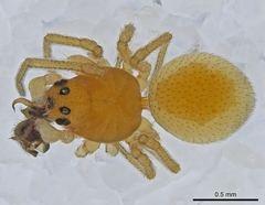 Ceraticelus artemisiae