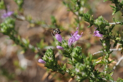 Hemihalictus