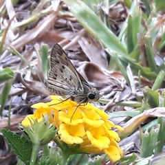 Hylephila phyleus phyleus