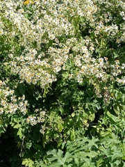 Montanoa bipinnatifida
