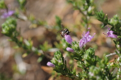 Hemihalictus