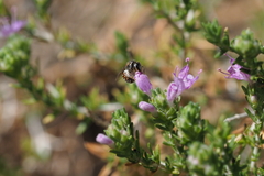 Hemihalictus