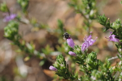 Hemihalictus
