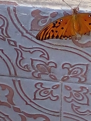 Dione vanillae maculosa