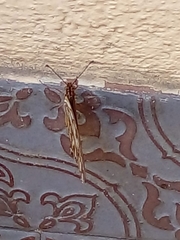 Dione vanillae maculosa