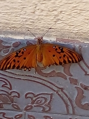 Dione vanillae maculosa