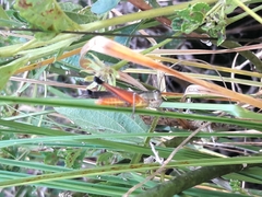 Amblytropidia robusta