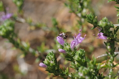 Hemihalictus