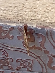 Dione vanillae maculosa