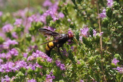 Scolia flaviceps