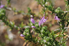 Hemihalictus