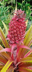 Ananas comosus bracteatus