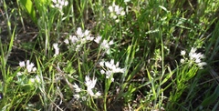 Allium drummondii