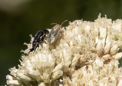 Germalus victoriae