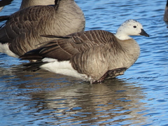 Anser rossii × Branta hutchinsii