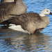 Ross's × Cackling Goose - Photo (c) Alejo Williams, some rights reserved (CC BY-NC), uploaded by Alejo Williams