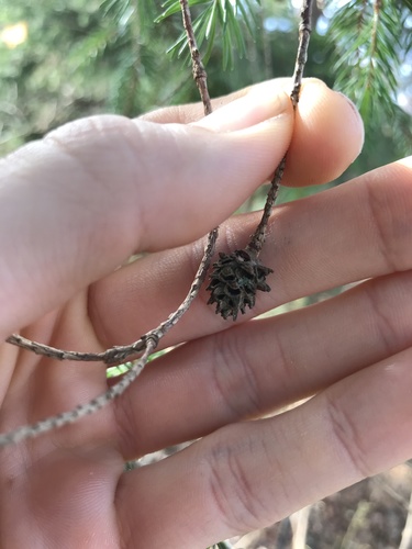 Pineapple-gall Adelgid