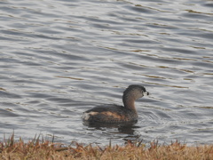 Podilymbus podiceps