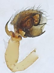 Ceraticelus artemisiae