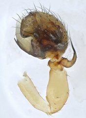 Ceraticelus artemisiae