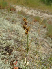 Carex colchica