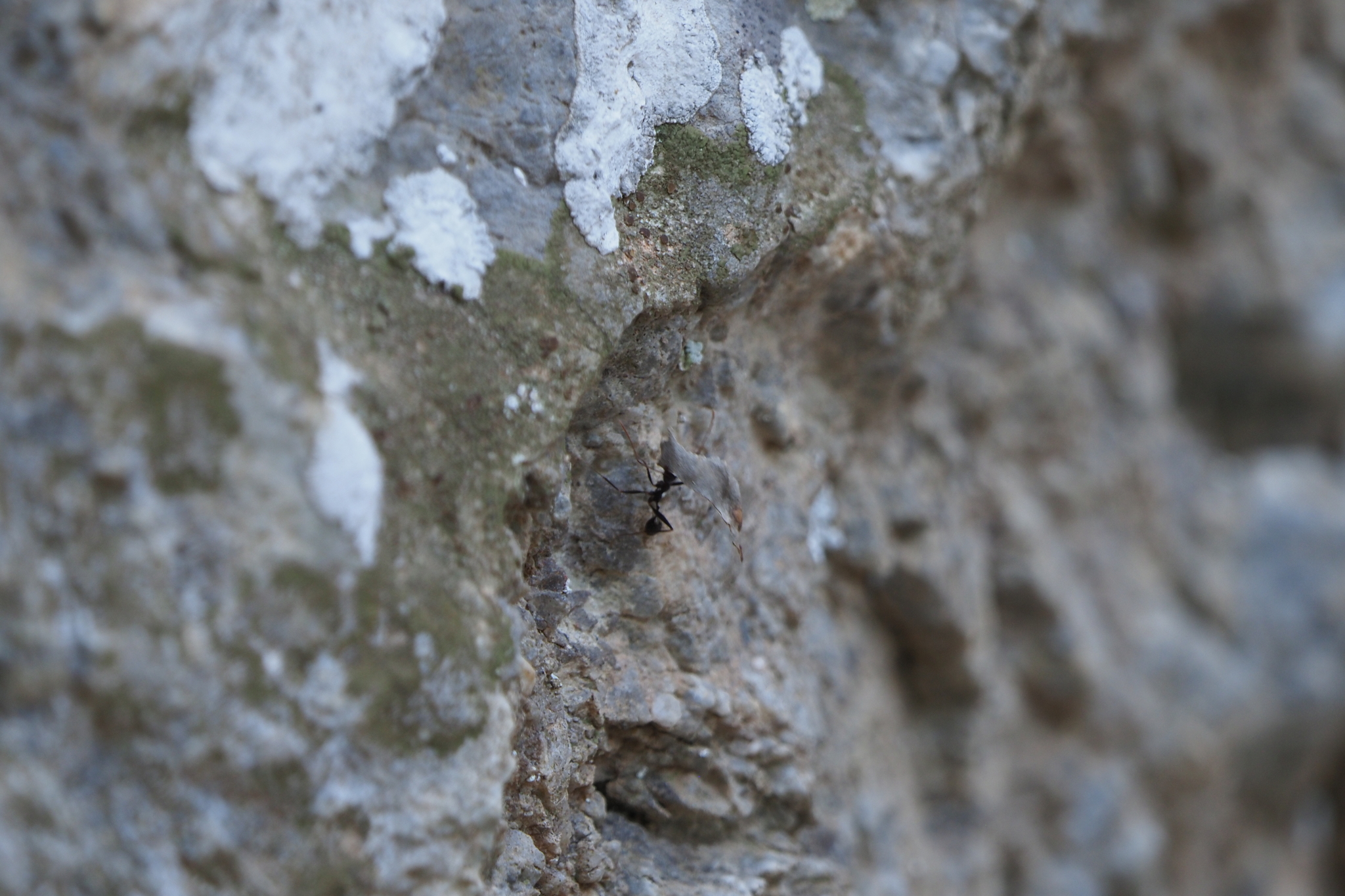 Aphaenogaster cecconii