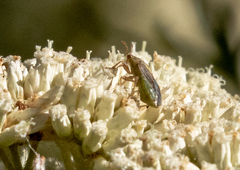 Germalus victoriae