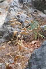 Smyrnium perfoliatum perfoliatum
