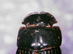 Copris minutus