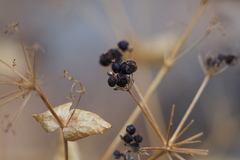 Smyrnium perfoliatum perfoliatum